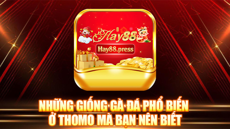 Những giống gà đá phổ biến ở Thomo mà bạn nên biết